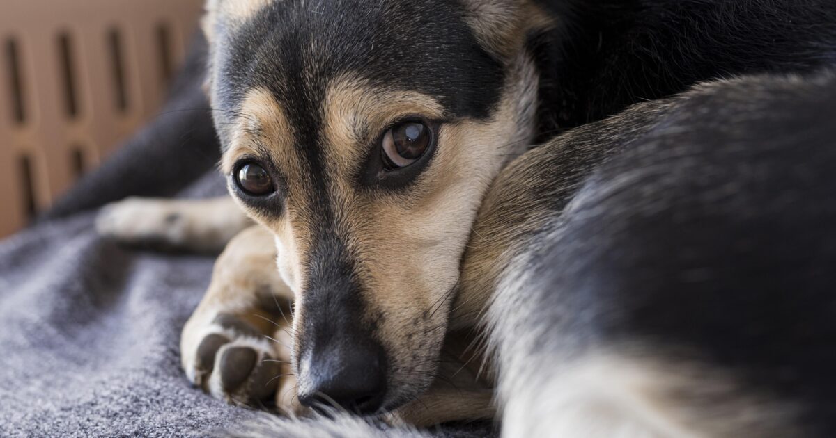 Remoção de Pet Morto em São Paulo