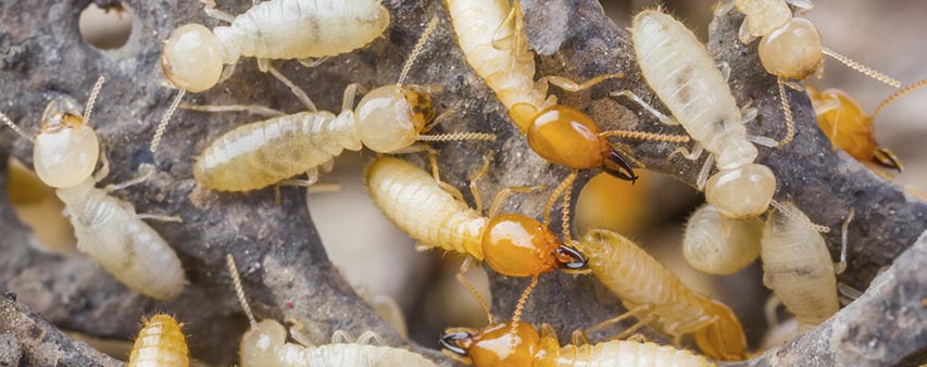 Informações sobre: Quanto tempo dura a descupinização