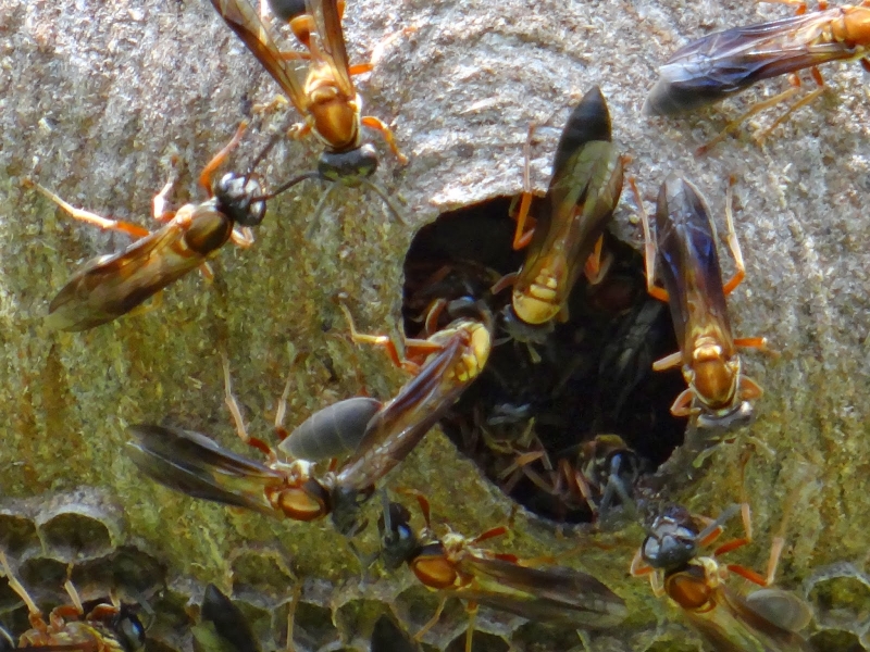 Especializada em remoção de marimbondo em Arujá