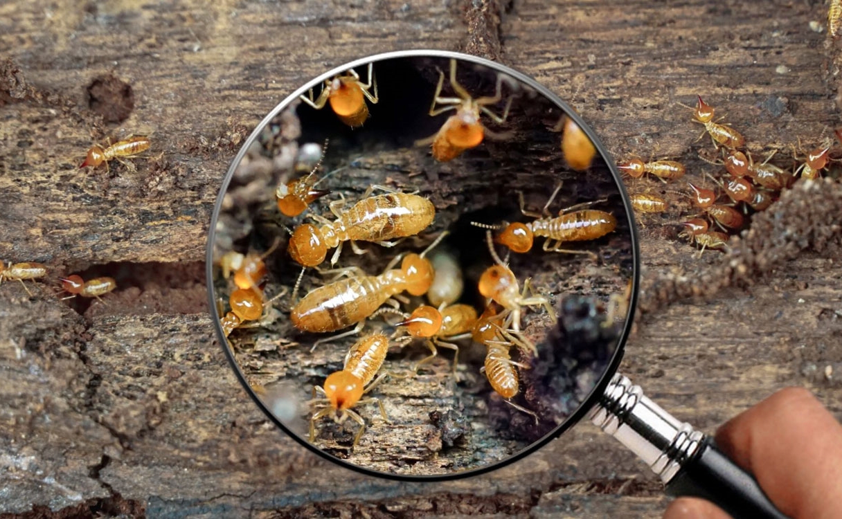 Empresa de Descupinização em Arujá: Como Eliminar Cupins de Forma Eficaz