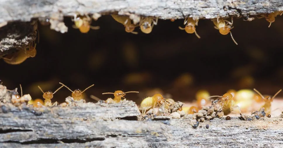 Telefone para descupinização em Santa Isabel