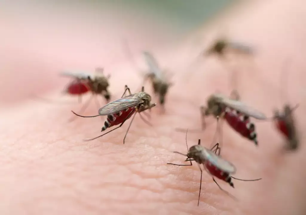 Controle de Mosquitos no Morumbi