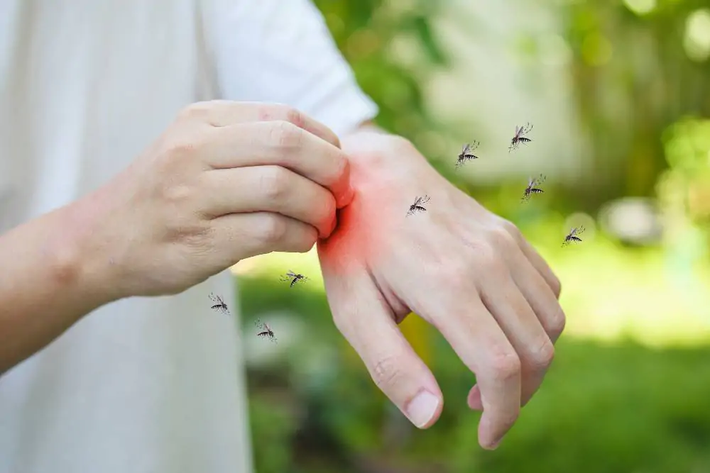 Controle de Mosquitos no Tatuapé