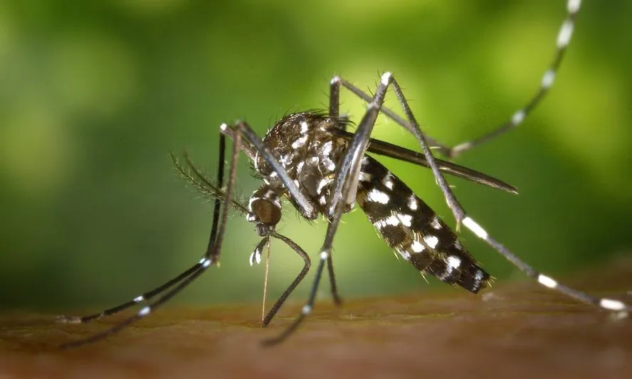 Controle de Mosquitos no Vila Maria Alta