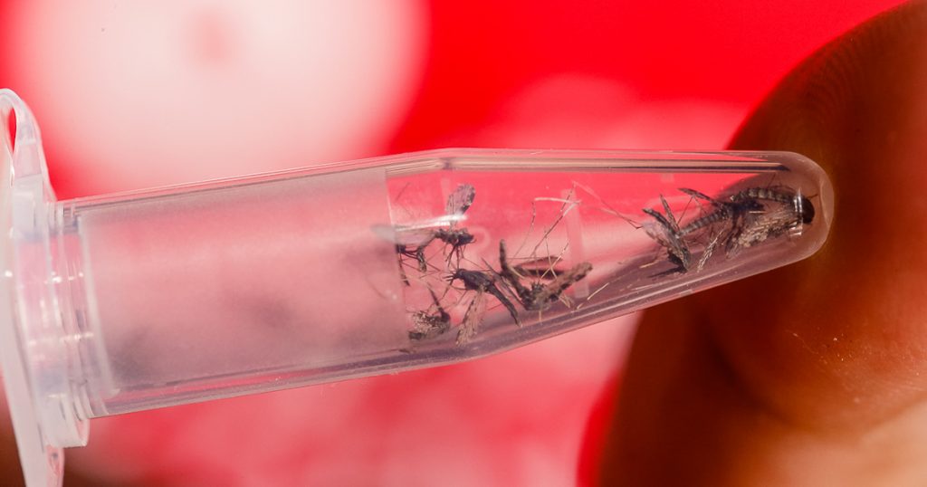 Controle de Mosquitos no Vila Maria Baixa