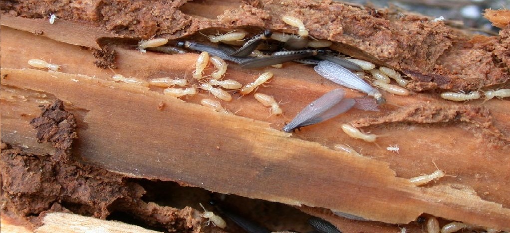 Descupinização em São Paulo