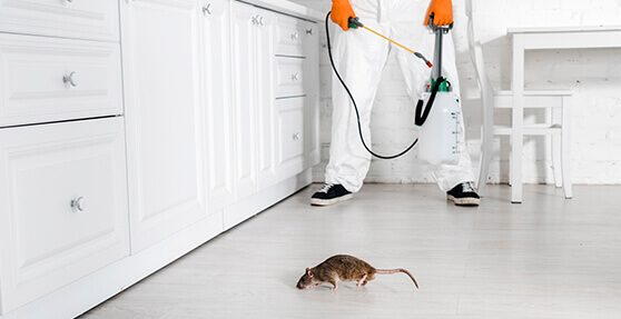 Empresa de Desratização em São Paulo 1 Quanto custa um exterminador de ratos em São Paulo