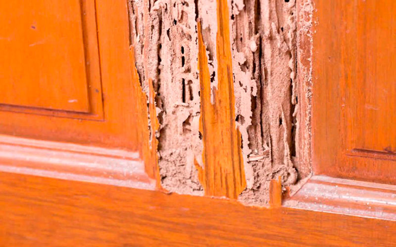 Descupinização em Pirituba