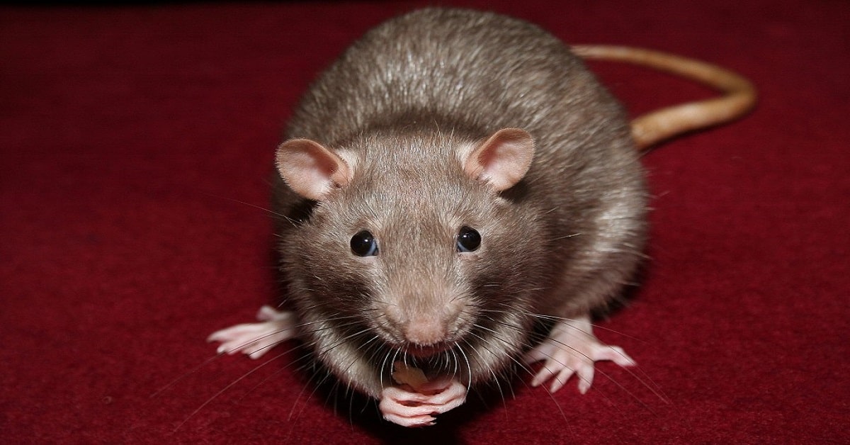 Desratização em Arujá