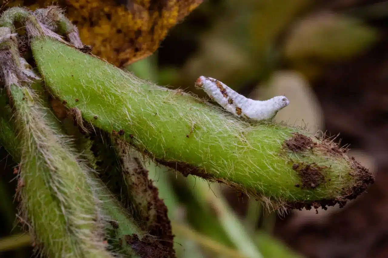 doenças que as pragas podem causar
