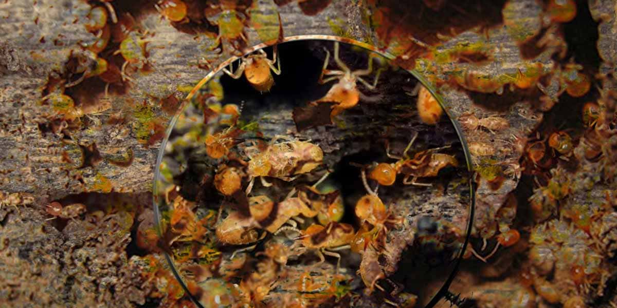 Empresa de Descupinização Especializada