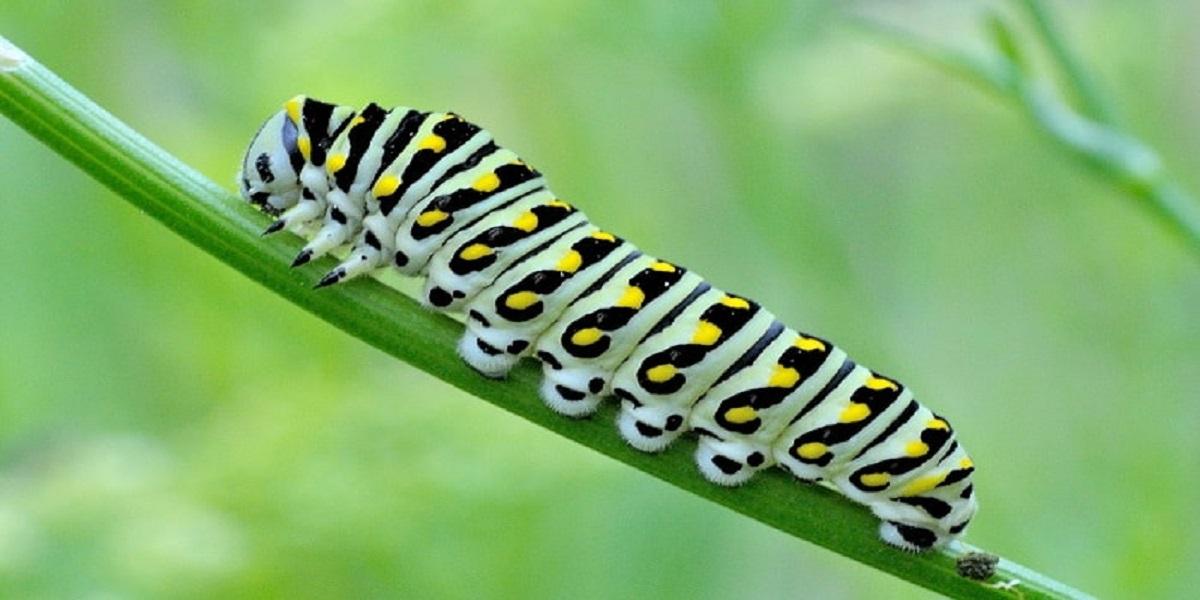 Empresa de dedetização de lagartas 24 Horas