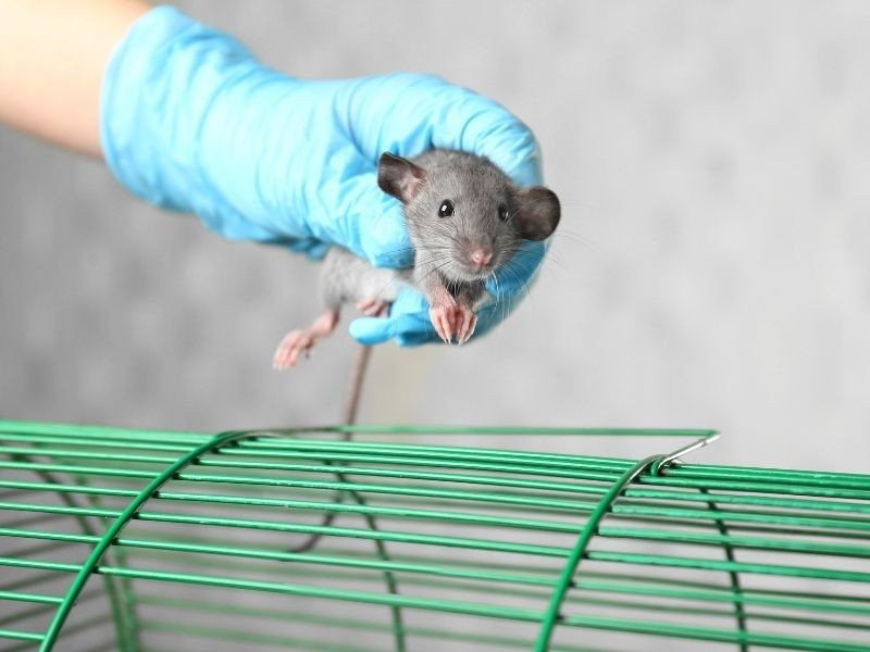 Dedetização Empresarial e Industrial 3 Desratização em Embu das Artes