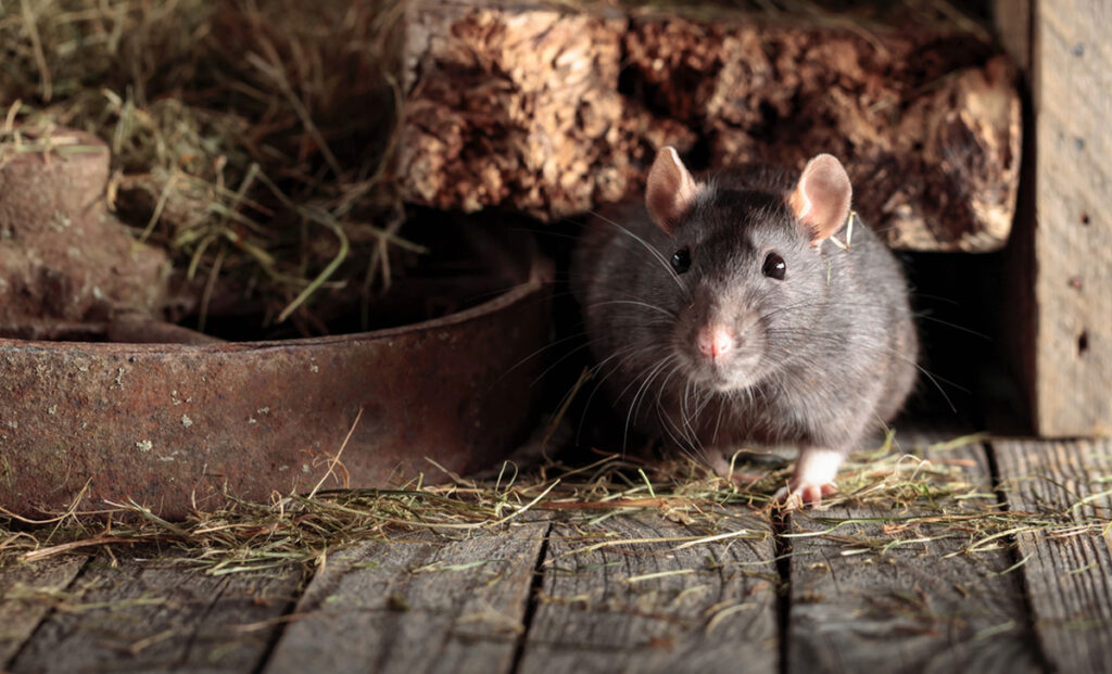 Desratização em São Caetano do Sul