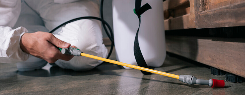 Desratização em Campinas: Serviço Profissional com Resultados Garantidos 1 Aplicação de produto para desratização