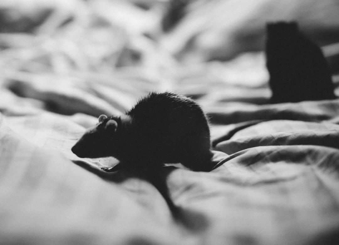 Desratização em Mauá: elimine ratos rapidamente com garantia total