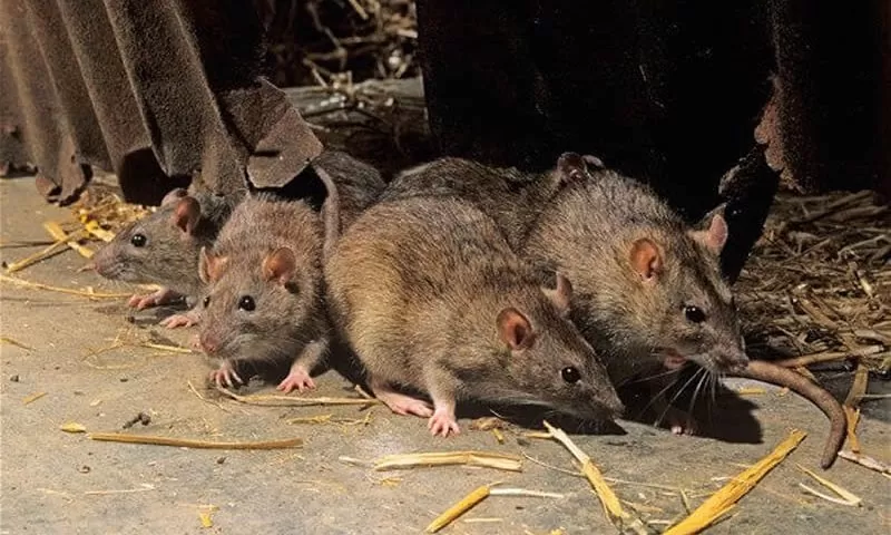 Desratização em Suzano