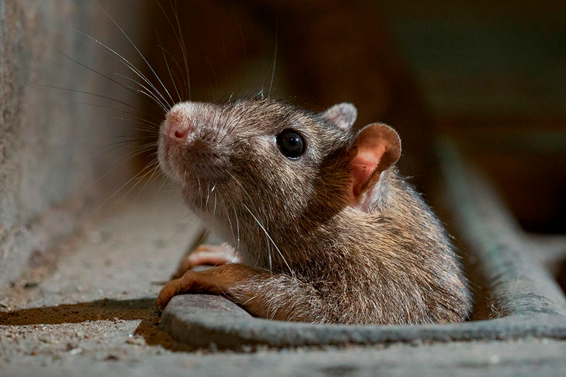 Desratização na Vila Maria Baixa, SP