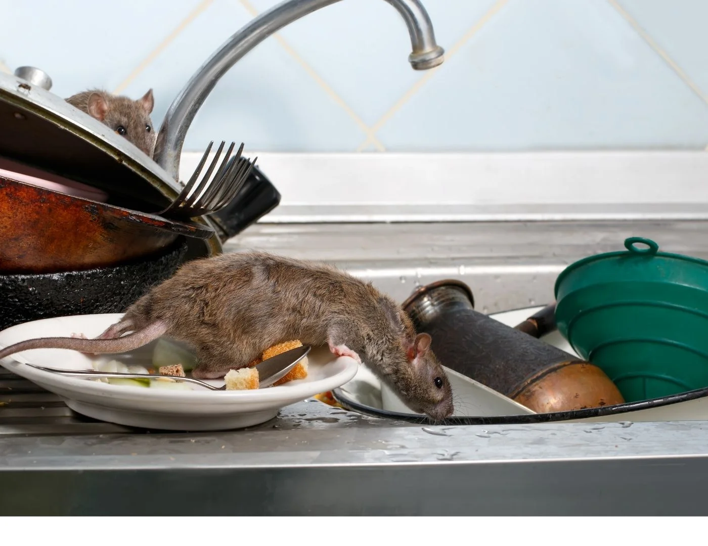 Desratização no Tucuruvi