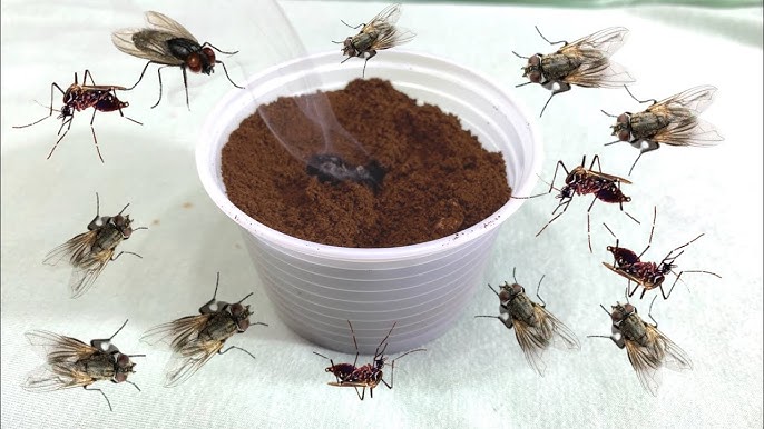 6 maneiras infalíveis de acabar com os mosquitos: métodos eficazes com respaldo técnico
